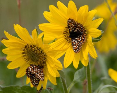 Taylor's checkerspots nectaring on Puget balsamroot