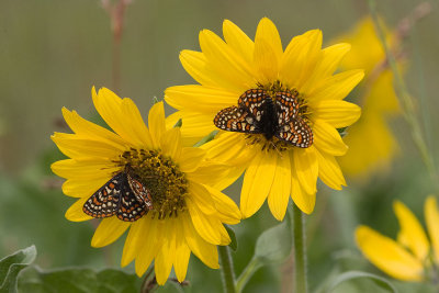 Taylor's checkerspots nectaring on Puget balsamroot