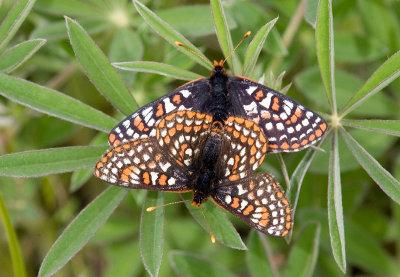 Taylor's checkerspot's mating