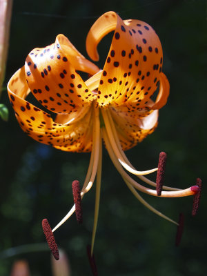 Tiger Lily 2