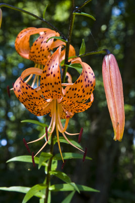 Tiger Lilly Canon 40D