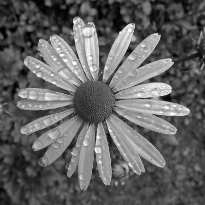 SMALL FLOWER AFTER RAIN - ISO 400