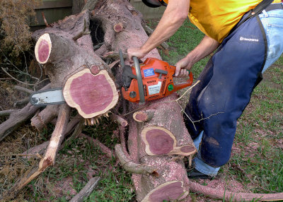 WE CUT A FEW THIN SLABS OF CEDAR TO TAKE HOME