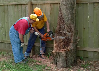 SOME FINAL, DELICATE CUTS BEFORE FELLING THE TREE