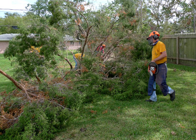 THE TREE IS DOWN, WITH NO COLLATERAL DAMAGE!