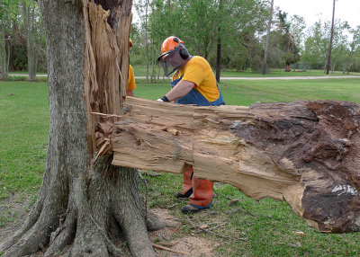 A BIG CUTTING JOB!