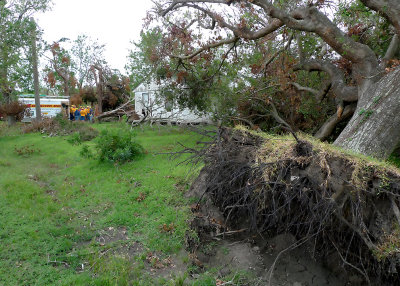 WERE GOING TO NEED MORE THAN A CHAINSAW FOR THIS TREE!