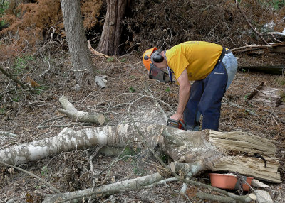 CUTTING UP A DEAD TREE IN SNAKE COUNTRY