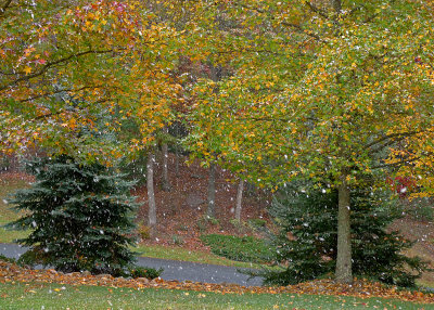 FIRST SNOWFLAKES MINGLE WITH THE FALLING LEAVES - ISO 80