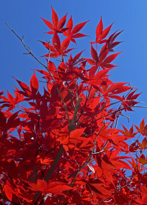 BACKLIT JAPANESE MAPLE - ISO 100