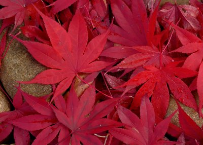 RED LEAVES - ISO 80