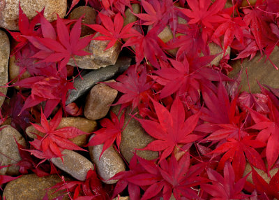 RED LEAVES AND ROCKS - ISO 80