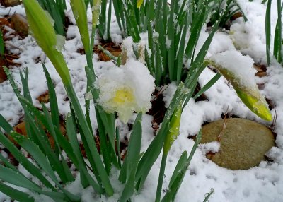 COLD JONQUILS - ISO 400