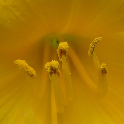 POLLEN - ISO 200