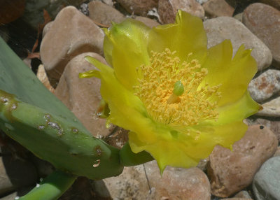 PRICKLY PEAR CACTUS FLOWER - ISO 80