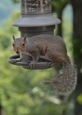 TRAPPED SQUIRREL - ISO 400