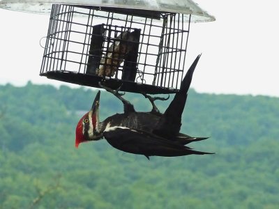 PILEATED WOODPECKER  -  ISO 800  -  300MM FOCAL LENGTH