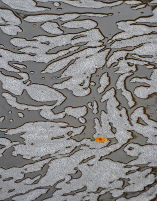 FLOATING LEAF IN A POLLUTED POOL  -  ISO 80  -  300MM, HAND-HELD @ 1/50 SECOND