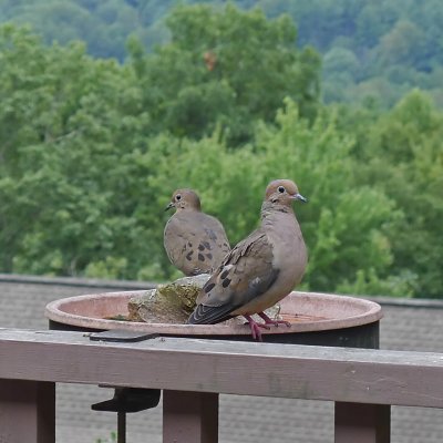 OUR RESIDENT DOVES  -  ISO 200