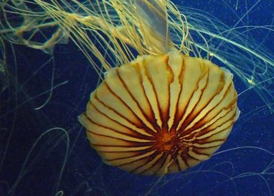 ATLANTA AQUARIUM  -  JELLYFISH  -  ISO 800