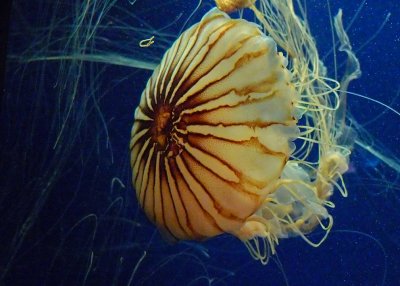 ATLANTA AQUARIUM  -  JELLYFISH  -  ISO 800