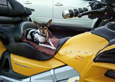 BIKER DOG