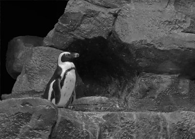 A PENGUIN AT THE ATLANTA, GEORGIA AQUARIUM - ISO 400