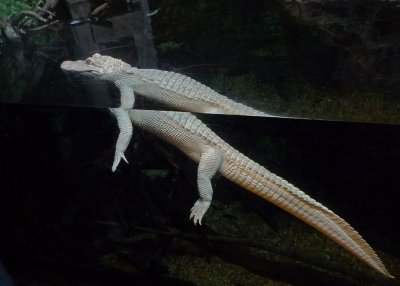 SPLIT PERSONALITY - A RARE ALBINO ALLIGATOR  -  GEORGIA AQUARIUM  -  ISO 400