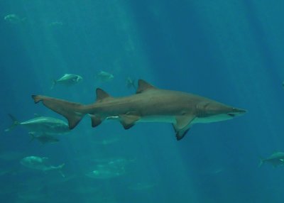SHARK IN THE ATLANTA AQUARIUM - ISO 400