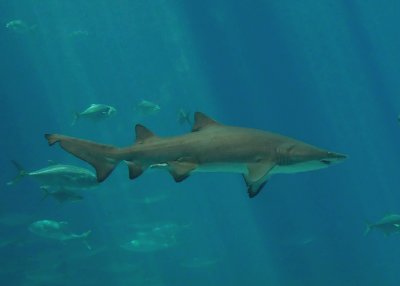 SHARK IN THE ATLANTA AQUARIUM  -  ISO 400