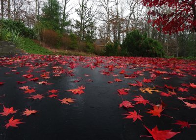 RED LEAVES  -  ISO 100