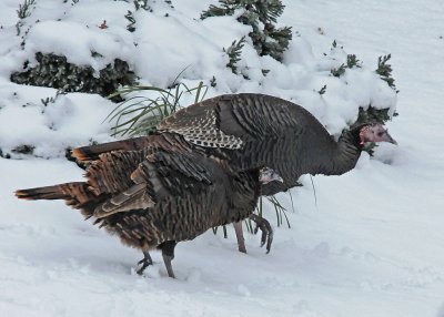 TURKEYS - ISO 3200