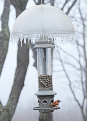 FROZEN FEEDER