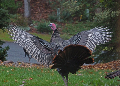 LARGE TURKEY  -  ISO 3200  -  TAKEN WITH A SONY 18-200mm E-MOUNT LENS