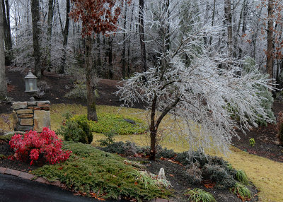ICY TREE - ISO 800 - NO POST PROCESSING NOISE REDUCTION