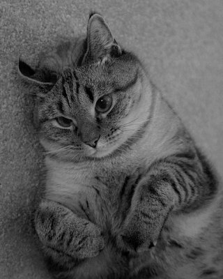 JUDYS CAT - ISO 1600 - NO POST PROCESSING NOISE REDUCTION
