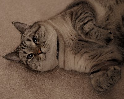 JUDYS CAT - ISO 1600 - NO POST PROCESSING NOISE REDUCTION
