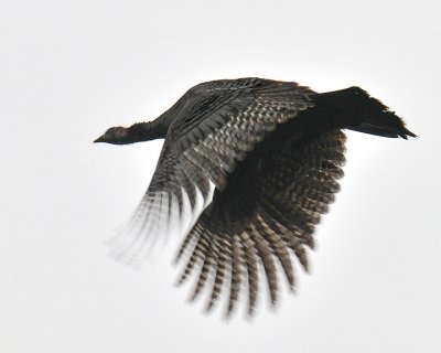 FLYING TURKEY - ISO 800
