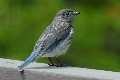BABY BLUEBIRD - ISO 1600