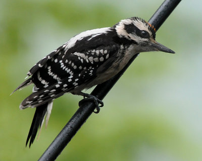 BABY DOWNY WOODPECKER - ISO 1600