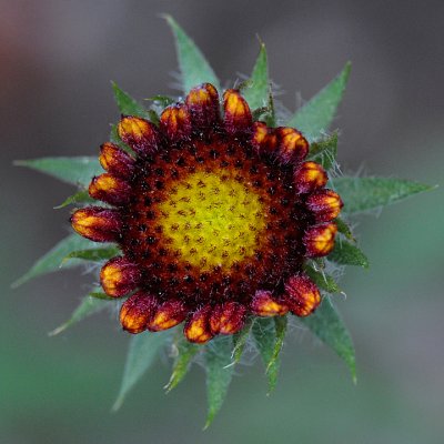READY TO BLOOM - ISO 1600 - NO POST-PROCESSING NOISE REDUCTION