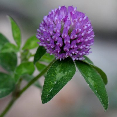PRETTY WEED ....... OR FLOWER?