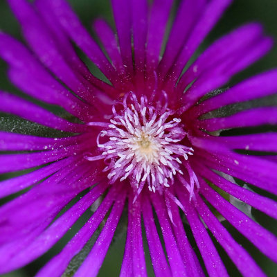 PRETTY POLLEN - ISO 1600