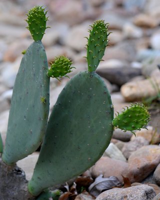 NEW CACTUS GROWTH