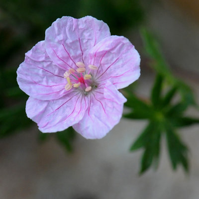 PRETTY IN PINK - ISO 1600