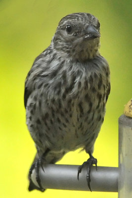 FEMALE HOUSE FINCH - ISO 1600