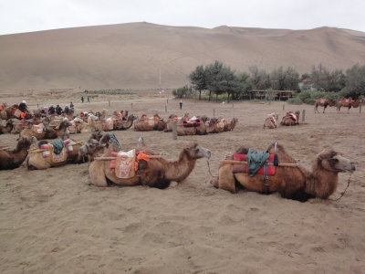 and more camels