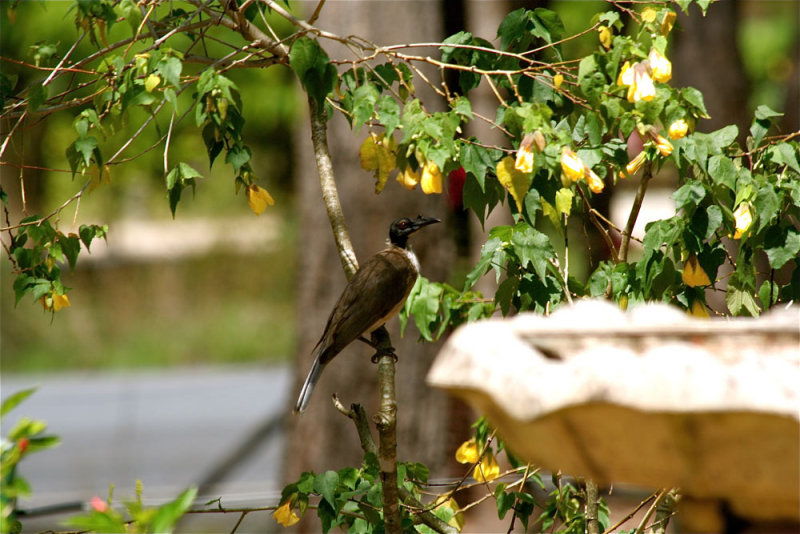 friarbird