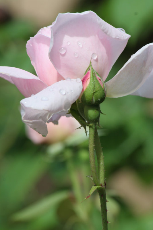 raindrops on roses ~Kathryn Morley~ a David Austin Rose
