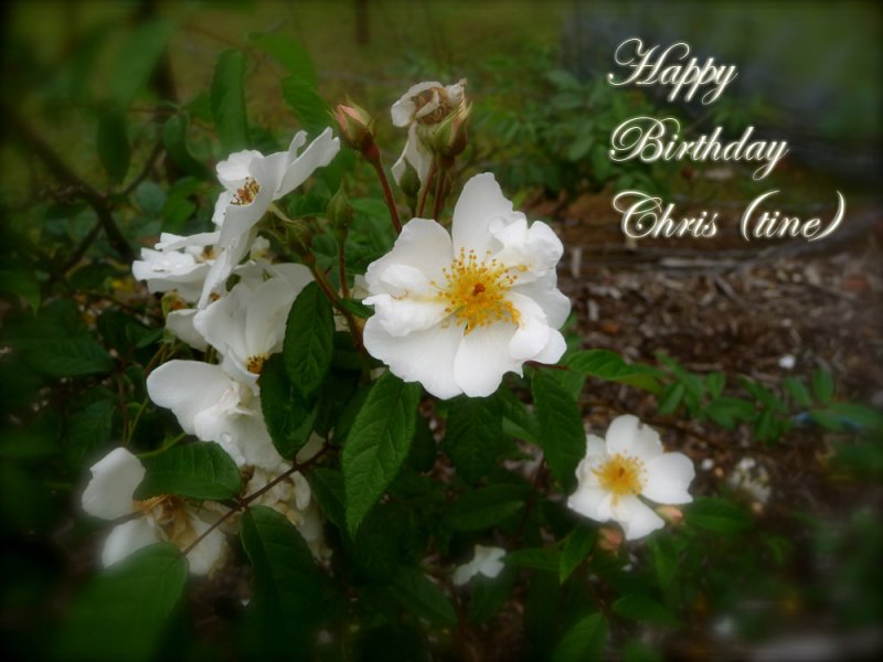 Happy Birthday Chris ~ November 12th 2007